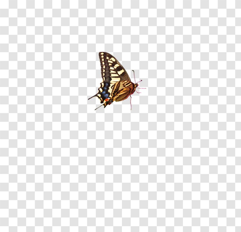 Car Screen Protector Enhancer Color Pattern - Butterfly Transparent PNG