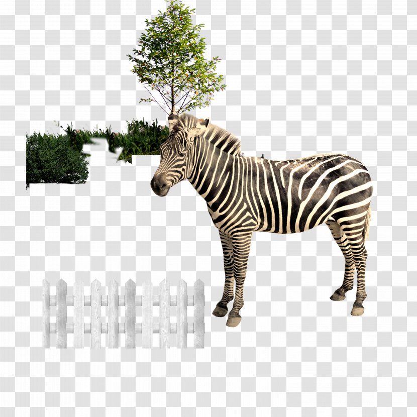 Zebra Download - Fauna - Zebra,Fence Transparent PNG