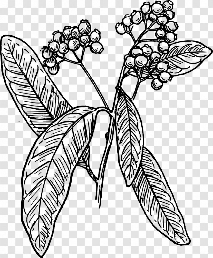 Allspice Line Art Clip - Monochrome Photography - Watercolor Berries Transparent PNG