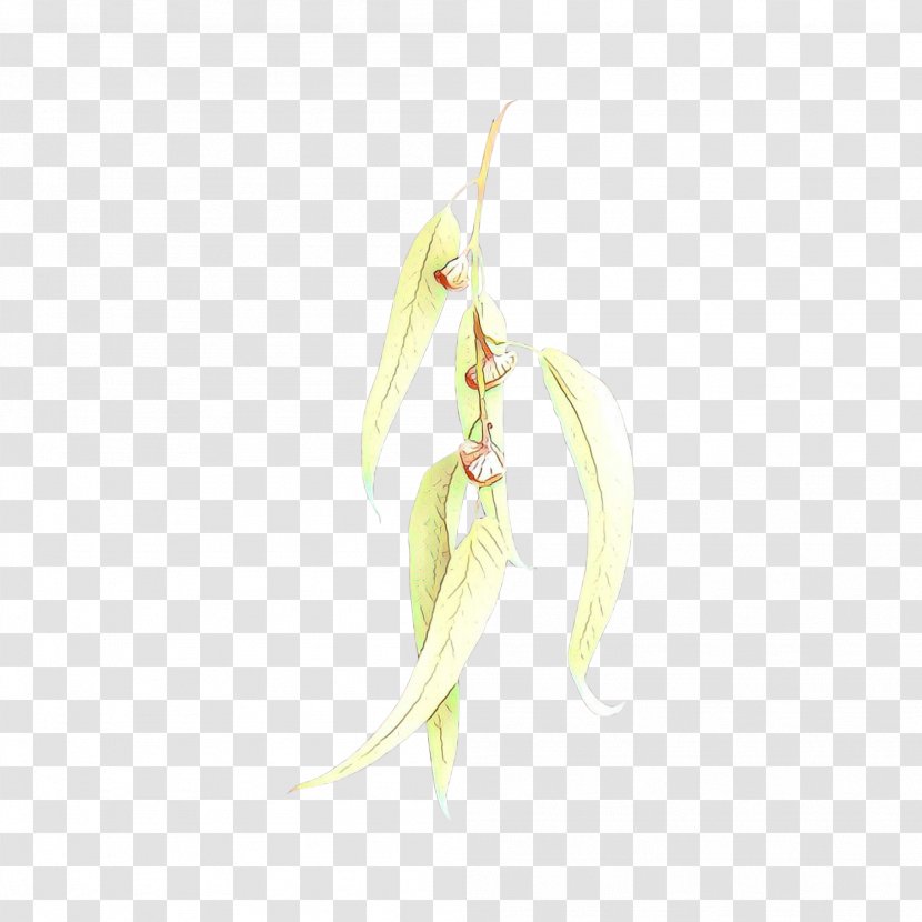 Plant Flower Vegetable Legume Flowering Transparent PNG