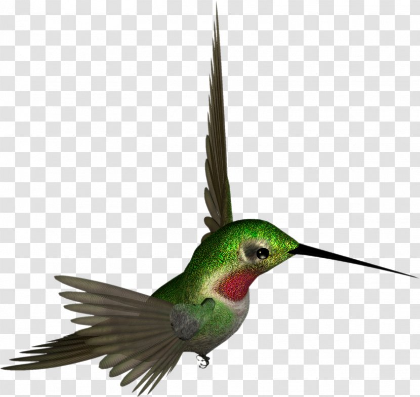 Ruby-throated Hummingbird Clip Art - Drawing Transparent PNG