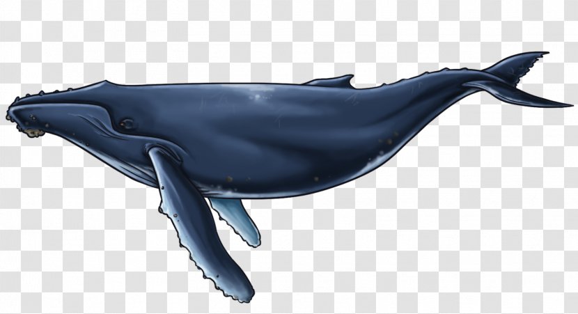 Common Bottlenose Dolphin Short-beaked Rough-toothed Porpoise Wholphin - Whale Transparent PNG