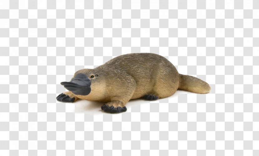 Platypus Indian Runner Duck Beaver Mammal - ANIMAl Transparent PNG