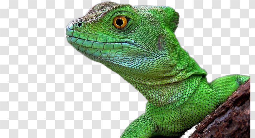 Lizard Reptile Chameleons Common Iguanas Desktop Wallpaper - Iguana Transparent PNG