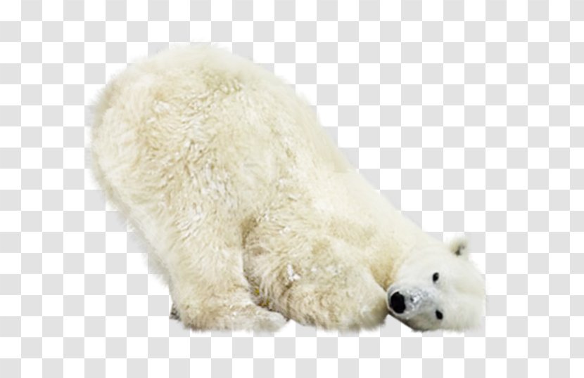 Polar Bear Earless Seal North Pole Clip Art Transparent PNG