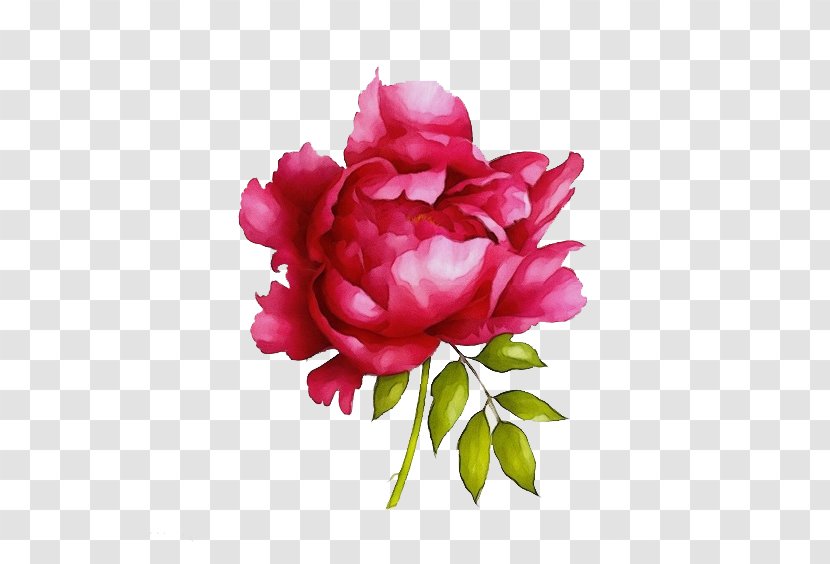 Art Abstract Background - Rose Order - Magenta Floribunda Transparent PNG