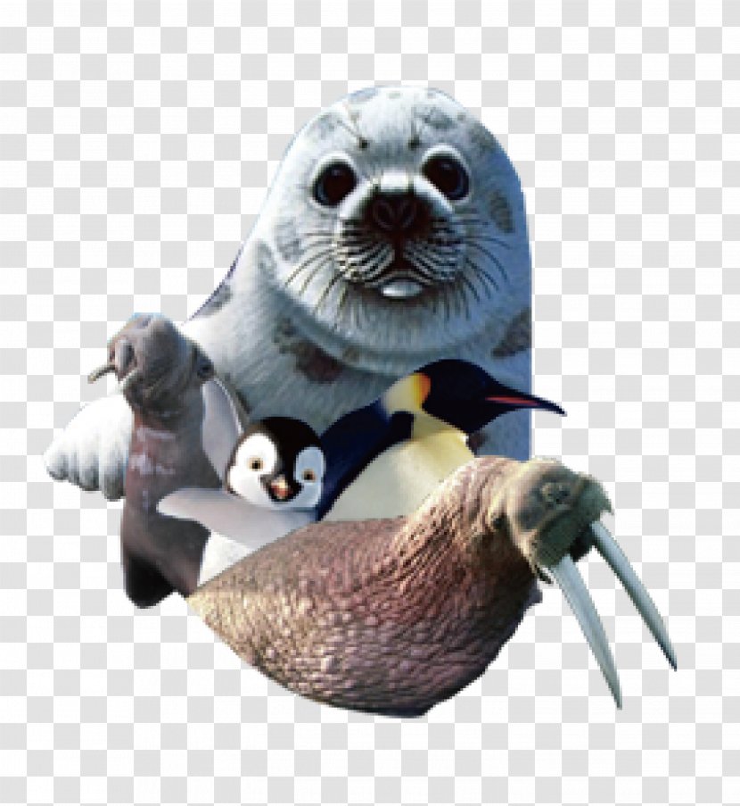 Sea Lion Walrus Harbor Seal Earless - Fauna - Marine Life Transparent PNG