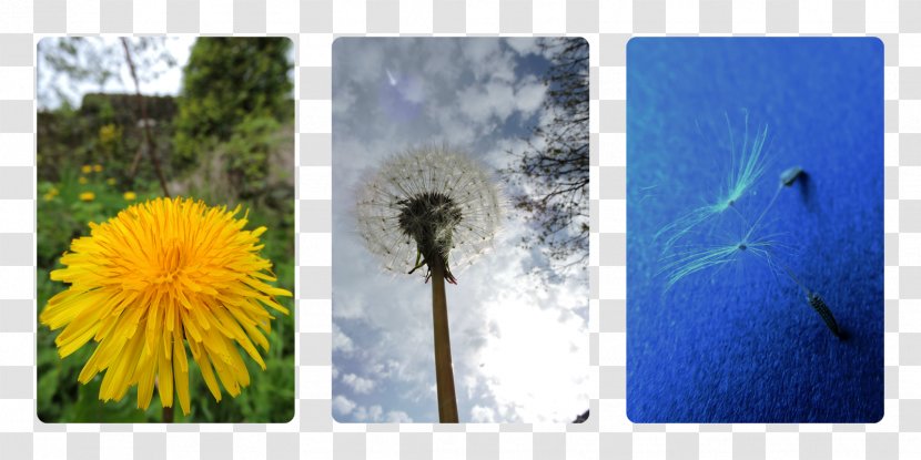 Dandelion Common Sunflower Seed Desktop Wallpaper - Daisy Family Transparent PNG