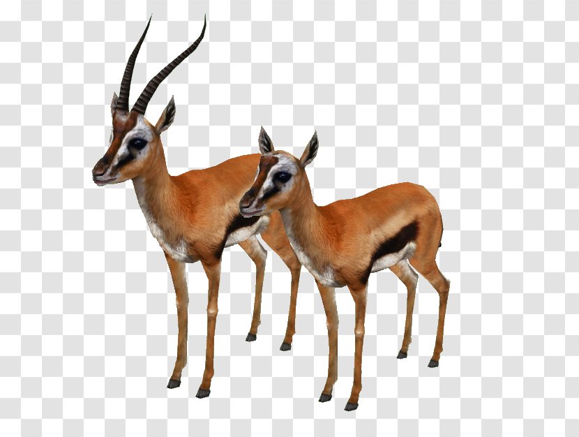 Impala Springbok Musk Deers Gazelle - Wildlife - Deer Transparent PNG