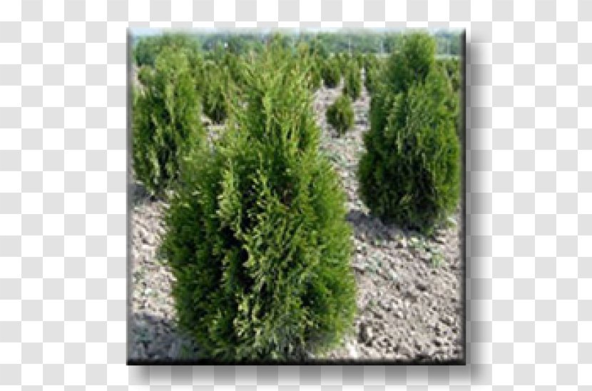 Spruce Juniper Larch Arborvitae Evergreen - Shrubland - Thuja Transparent PNG