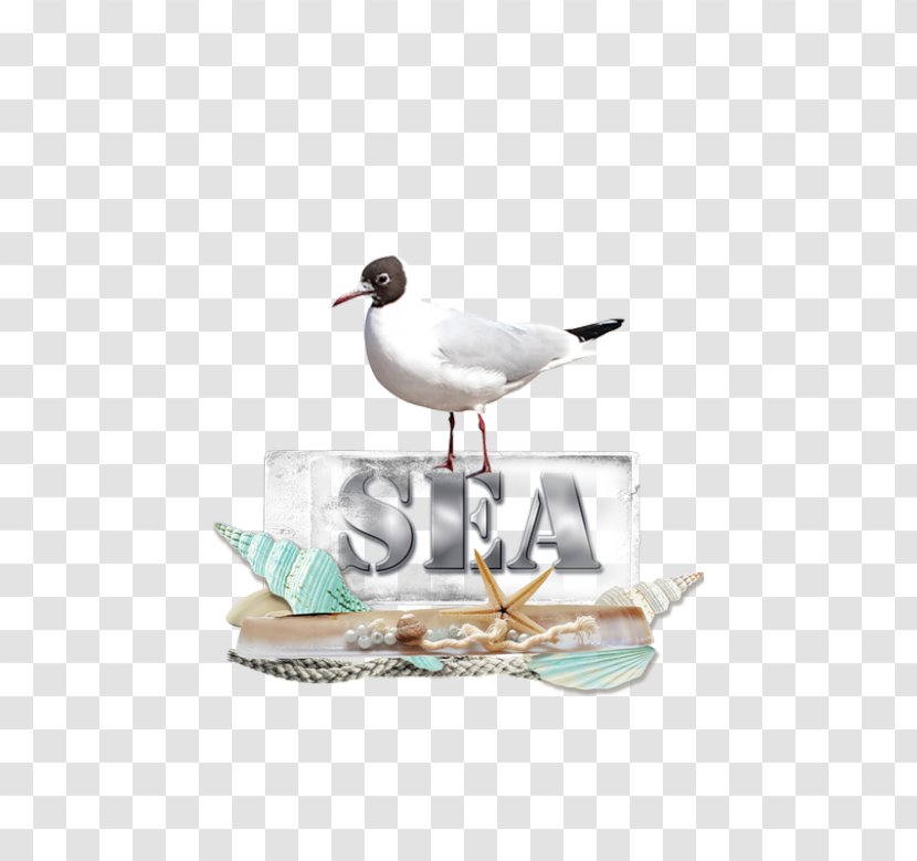 Fauna World Tube Seabird Wader Summer - Slovakia National Football Team - Beachy Poster Transparent PNG