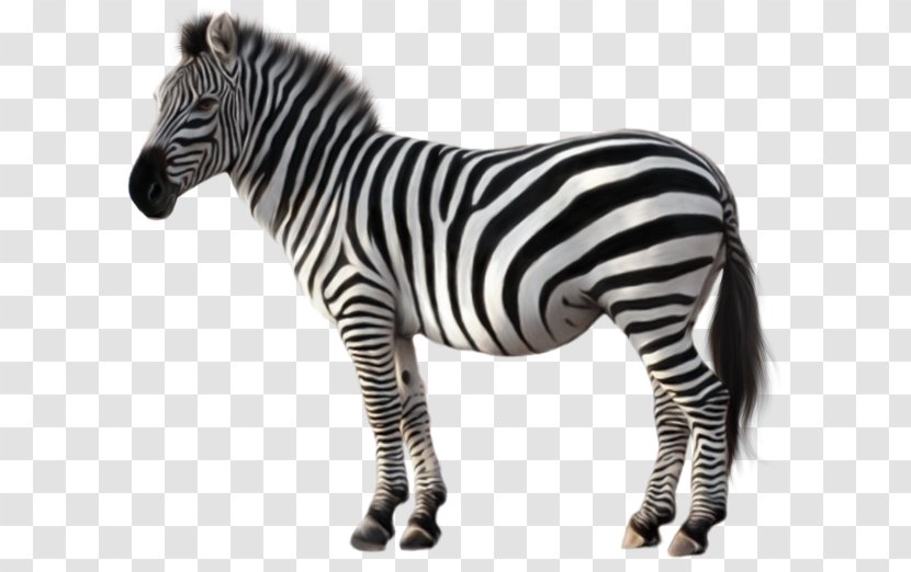 Quagga Zebra Clip Art - Horse Like Mammal - Animal Picture Transparent PNG