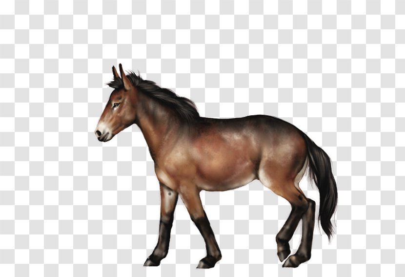 Mane Mustang Stallion Foal Mare - Horse Like Mammal Transparent PNG
