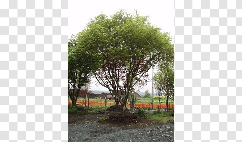Japanese Maple Tree Shrub Plant Nursery - Community Transparent PNG