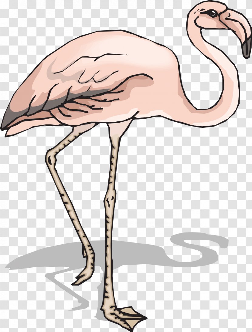 Clip Art - Water Bird - Flamingo Transparent PNG