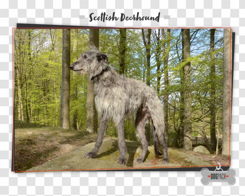 Scottish Deerhound Irish Wolfhound Dog Breed German Shorthaired Pointer Scotland - Tree Transparent PNG