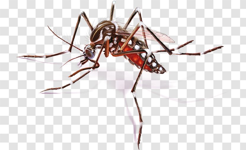 Yellow Fever Mosquito Zika Virus Disease - Aedes Albopictus - Vector Transparent PNG