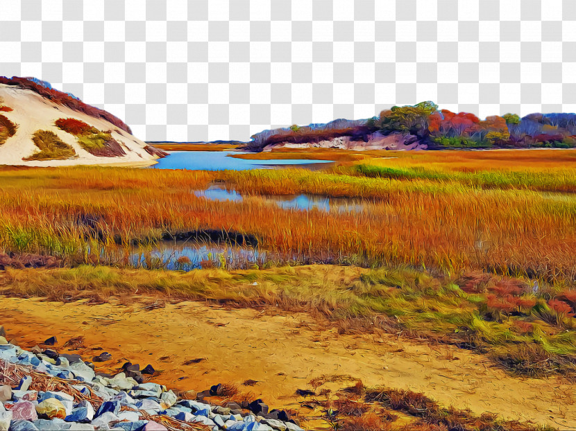 Ecoregion Salt Marsh Vegetation Grasses Water Resources Transparent PNG