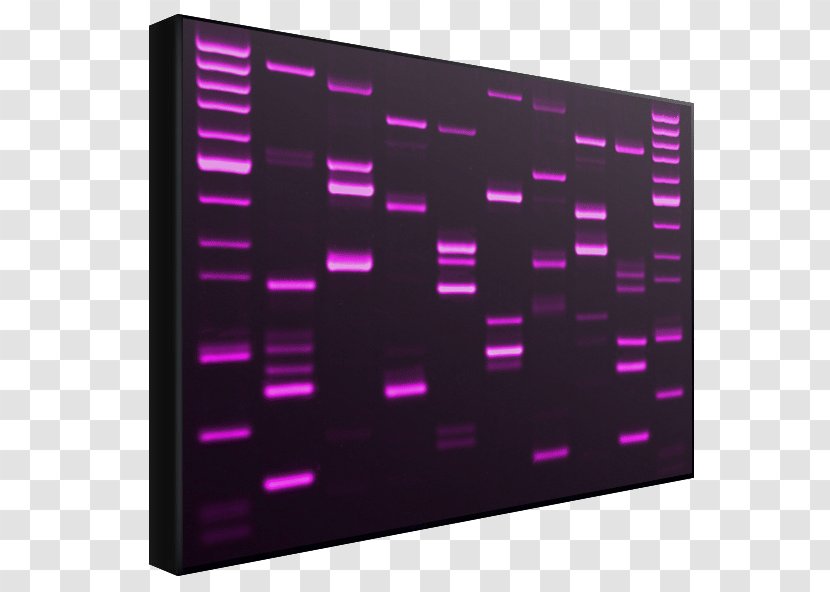 DNA Profiling Genetics Genetic Testing - Genealogical Dna Test Transparent PNG
