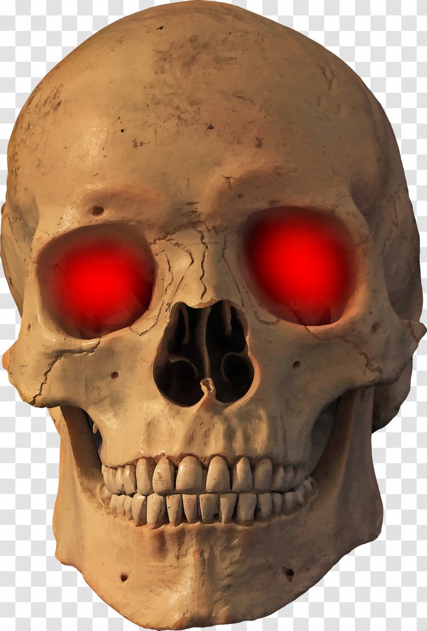 Human Skull Skeleton Bone - Nose Transparent PNG