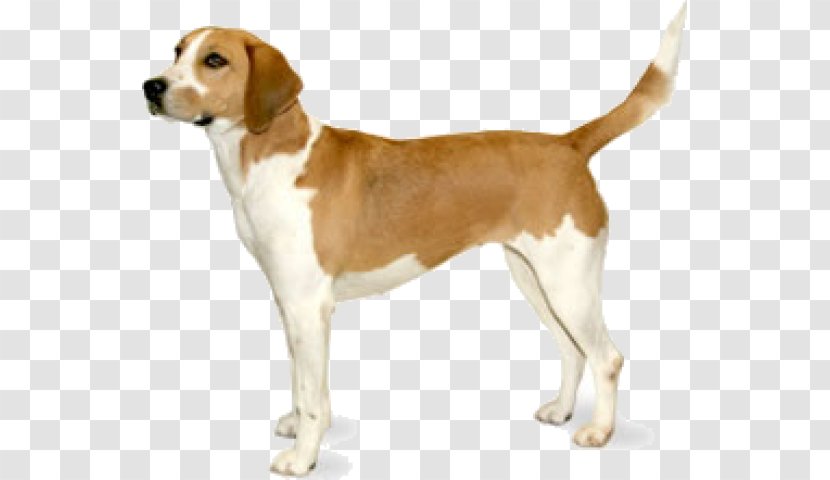 Beagle-Harrier Labrador Retriever American Foxhound - Dog Like Mammal - Puppy Transparent PNG