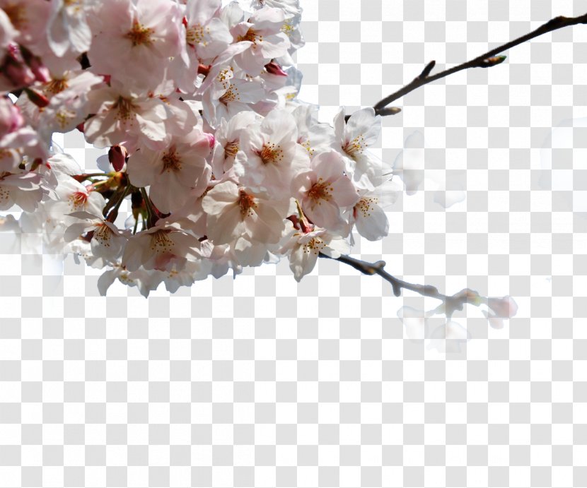 Japan Cherry Blossom Pixabay - Stockxchng - Japanese Transparent PNG