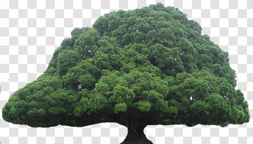 Acharya Jagadish Chandra Bose Indian Botanic Garden Tree Oak Giant Sequoia - BAY LEAVES Transparent PNG