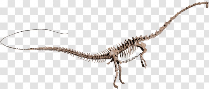Amphicoelias Velociraptor Diplodocus Argentinosaurus Apatosaurus - Vertebra - Dinosaur Transparent PNG