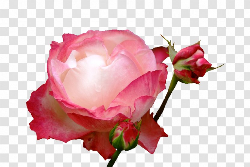 Garden Roses Cabbage Rose Floribunda Floristry Cut Flowers - Flowering Plant - Bloom Transparent PNG