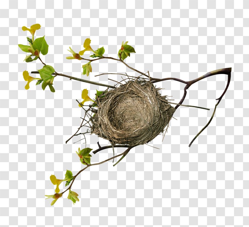 Branch Tree Bird Nest - Floral Design - Twig Transparent PNG