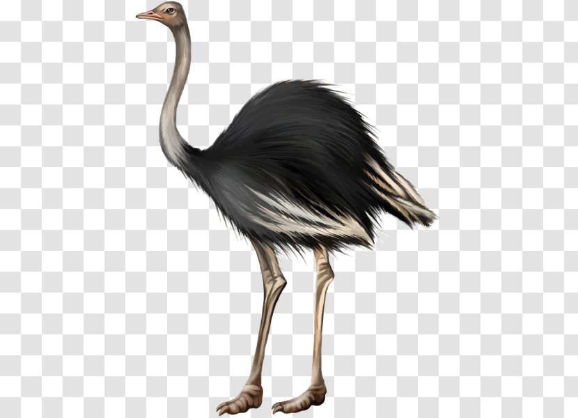 Bird Feather Stock Photography Common Ostrich - Crane Transparent PNG
