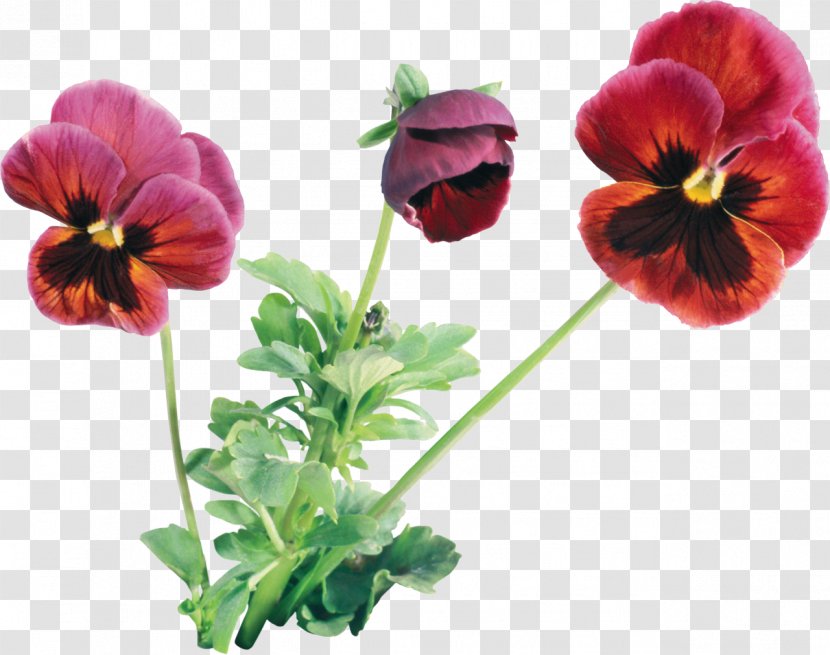 Pansy Flower Violet Plant Clip Art Transparent PNG