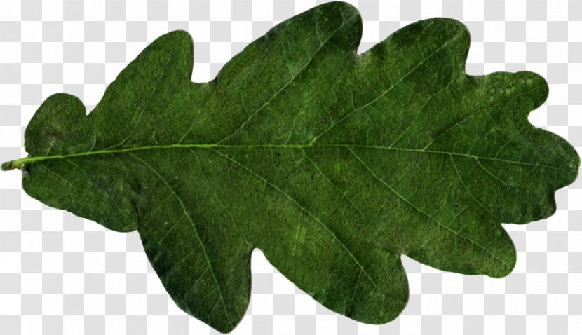 Leaf Oak Tree - Plant Transparent PNG