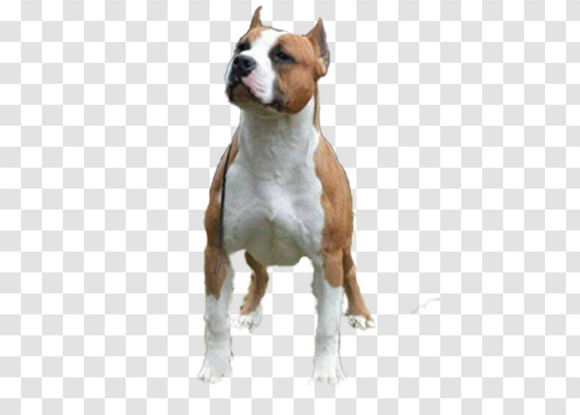 American Staffordshire Terrier Pit Bull And - Dog Like Mammal - Bullfrog Transparent PNG