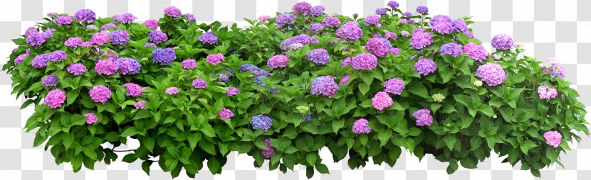 Flower Box Flowerpot Shrub - Garden - Parterre Transparent PNG