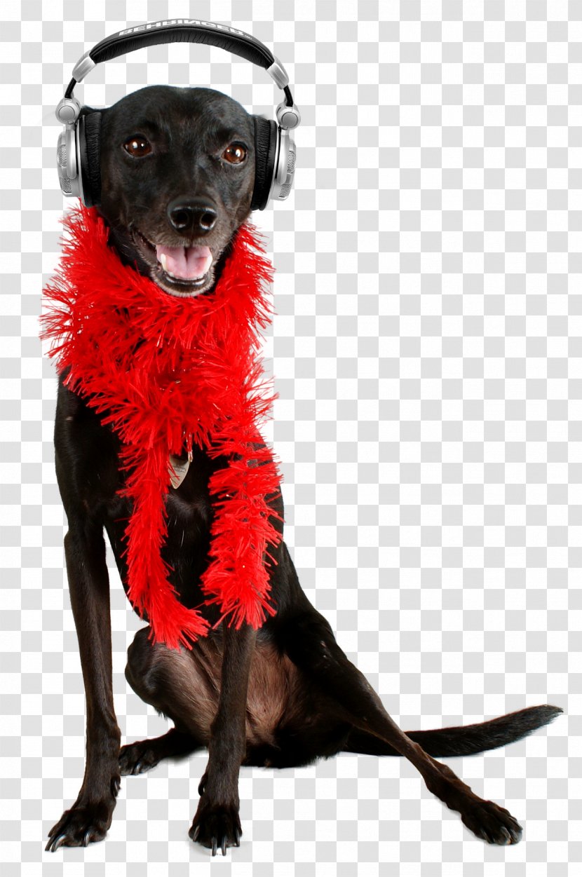 Black Dog Puppy Hovawart Pet Poodle - Watercolor Transparent PNG