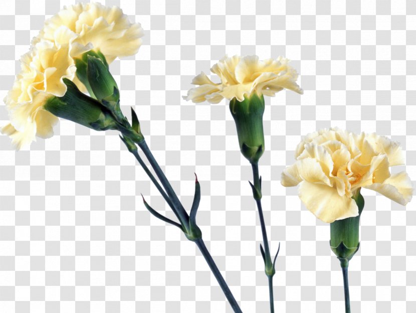 Yellow Carnation Flower - Spring - CARNATION Transparent PNG