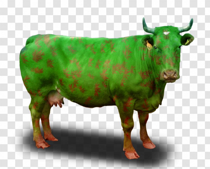 Beef Cattle Clip Art - Photography - Tekila Transparent PNG