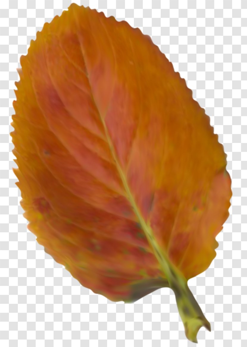 Autumn Leaf Color Clip Art - Petal - Beautiful Illustration Transparent PNG
