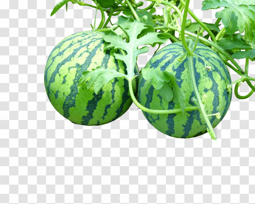Watermelon Vegetable Auglis - 2 Large Transparent PNG