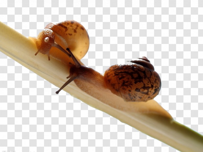 Orthogastropoda Snail Slime Land Mucus - Creative Transparent PNG