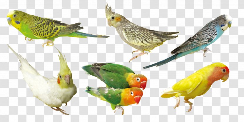 Bird Parrot Download - Wing - Green Transparent PNG