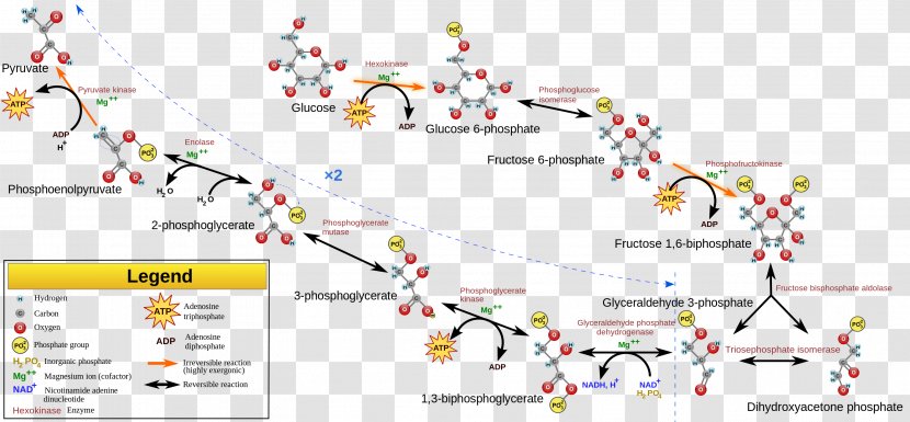 Glycolysis Adenosine Triphosphate Cellular Respiration Pyruvic Acid Nicotinamide Adenine Dinucleotide - Text - Pathway Transparent PNG