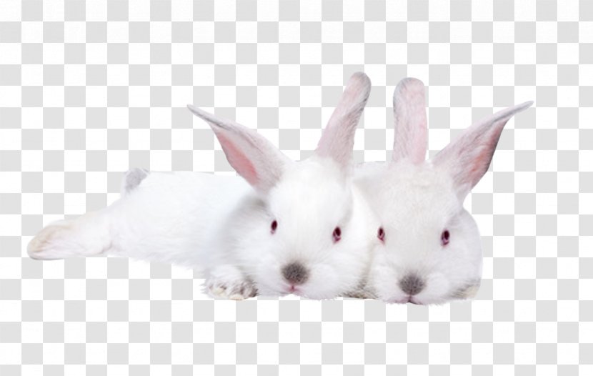 Lionhead Rabbit Domestic Hare Stock Photography - Cuteness Transparent PNG