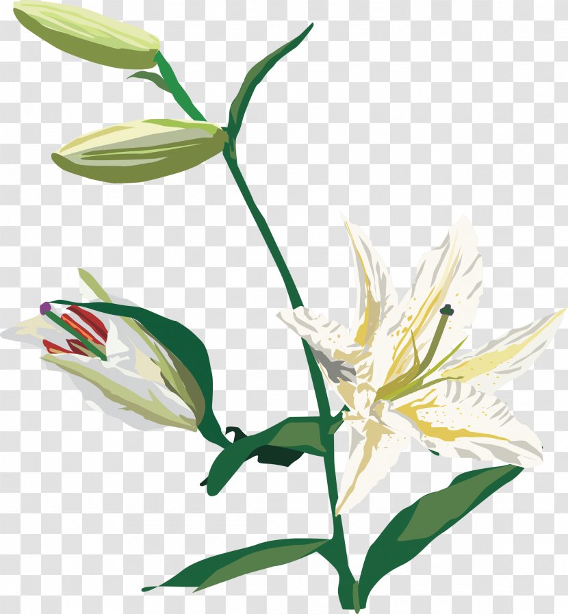 Cut Flowers Lilium Plant Clip Art - Flower Transparent PNG