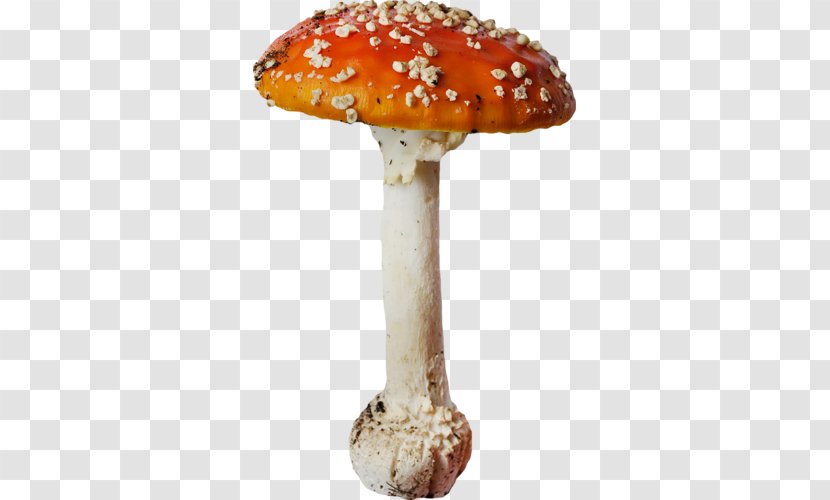 Edible Mushroom Agaric Orange Transparent PNG