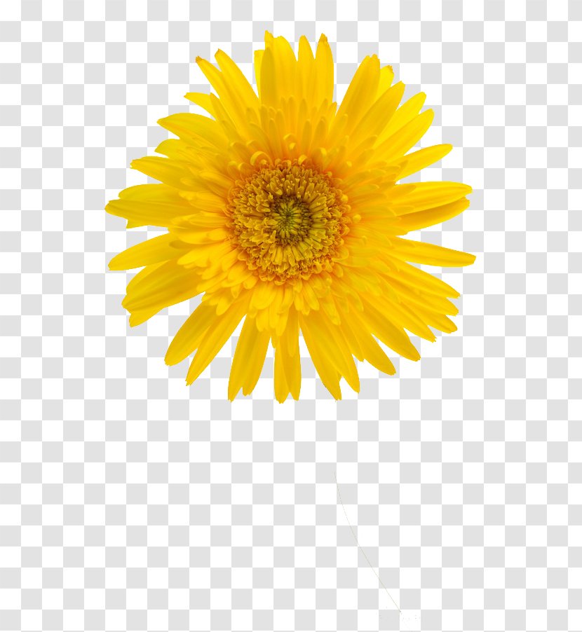 Common Sunflower Student Movement Yellow Petal - Oxeye Daisy - Chrysanthemum Transparent PNG