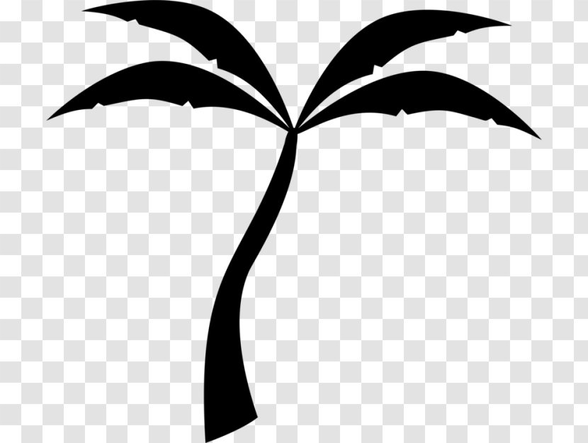 Coconut Tree Drawing - Silhouette - Arecales Palm Transparent PNG