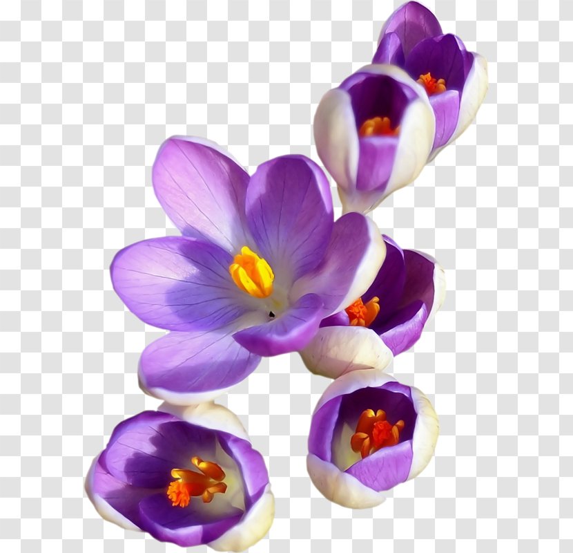 Crocus Saffron Safflower - Cut Flowers Transparent PNG