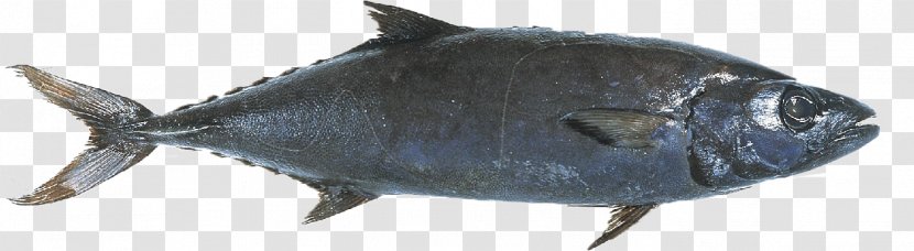 Fish Escolar Seafood Mackerel Yellowfin Tuna - Bony - Oil Transparent PNG